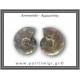 Αμμωνίτης Ζευγάρι 20,3gr 3x2cm