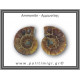 Αμμωνίτης Ζευγάρι 20,8gr 3x2cm