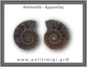 Αμμωνίτης Ζευγάρι 20gr 3x2cm