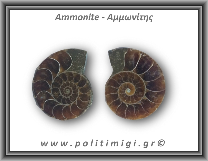 Αμμωνίτης Ζευγάρι 20gr 3x2cm