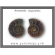 Αμμωνίτης Ζευγάρι 20gr 3x2cm