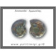 Αμμωνίτης Ζευγάρι 20gr 3x2cm