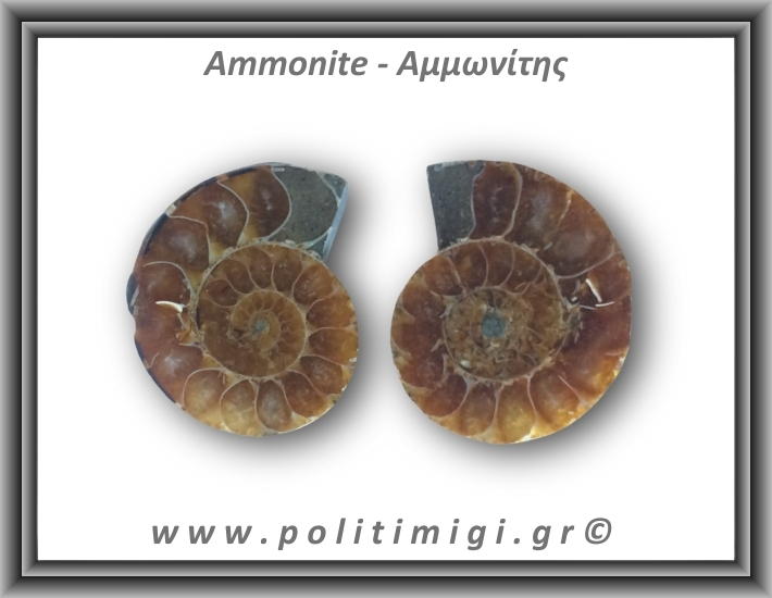 Αμμωνίτης Ζευγάρι 21,6gr 3x2cm