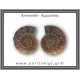 Αμμωνίτης Ζευγάρι 21,6gr 3x2cm