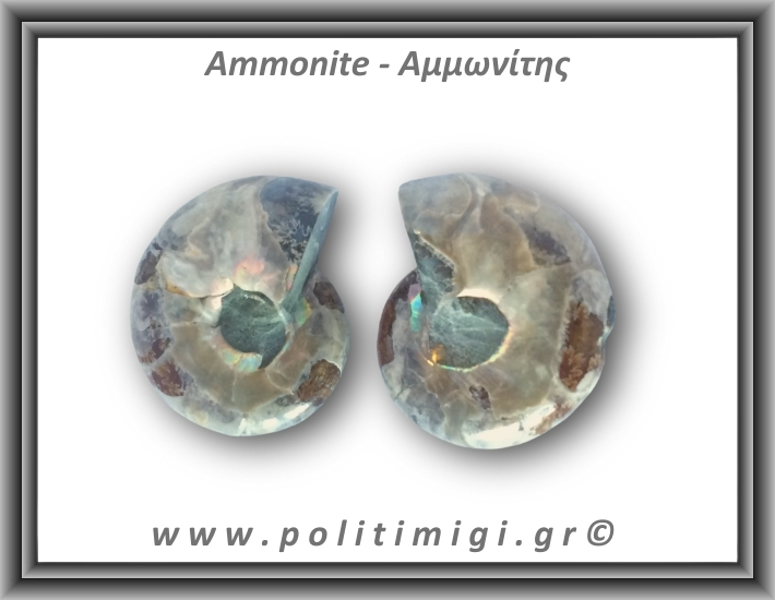 Αμμωνίτης Ζευγάρι 21,6gr 3x2cm