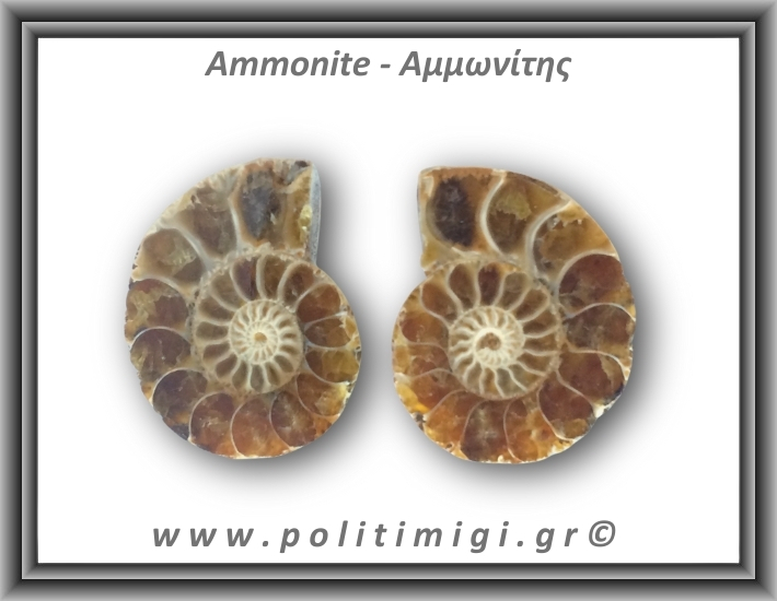 Αμμωνίτης Ζευγάρι 21,8gr 3x2cm