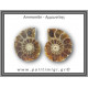 Αμμωνίτης Ζευγάρι 21,8gr 3x2cm