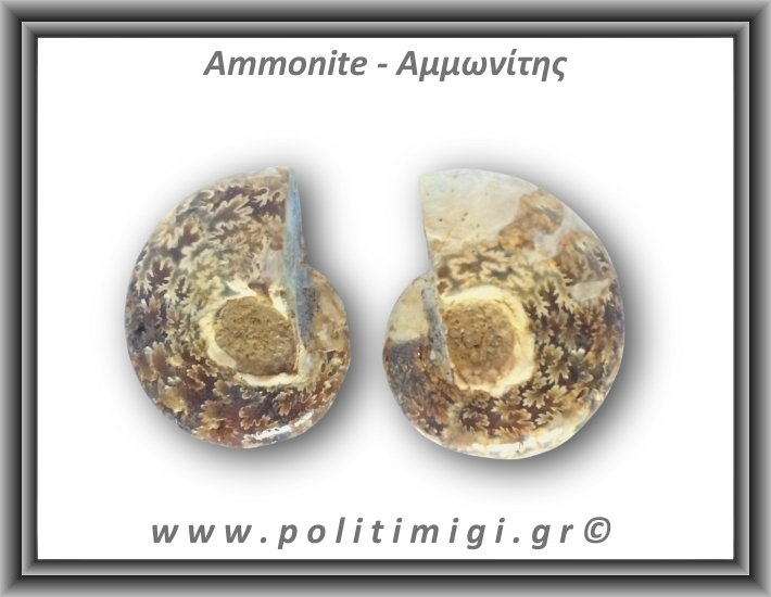 Αμμωνίτης Ζευγάρι 21,8gr 3x2cm