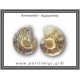 Αμμωνίτης Ζευγάρι 21,8gr 3x2cm