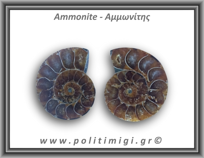 Αμμωνίτης Ζευγάρι 22,4gr 3x3cm