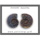 Αμμωνίτης Ζευγάρι 22,4gr 3x3cm