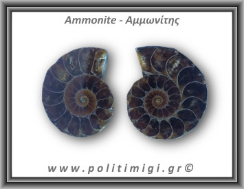 Αμμωνίτης Ζευγάρι 22,8gr 3x3cm