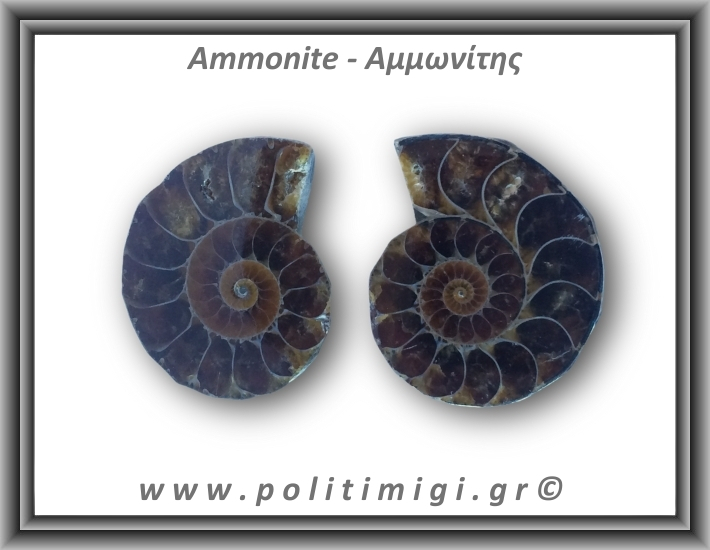 Αμμωνίτης Ζευγάρι 22,8gr 3x3cm