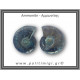 Αμμωνίτης Ζευγάρι 22,8gr 3x3cm