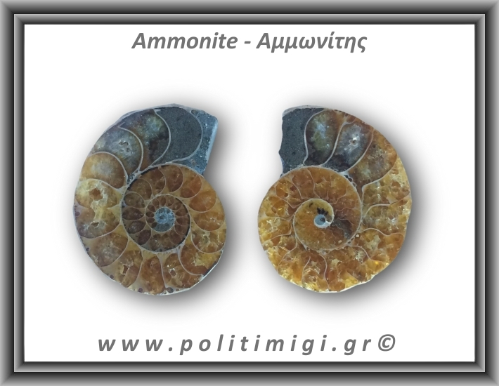Αμμωνίτης Ζευγάρι 22gr 3x2cm