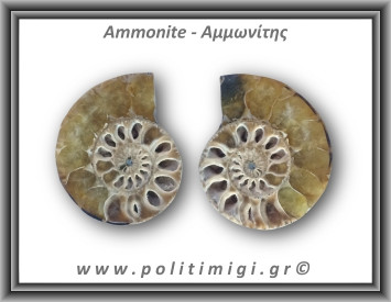 Αμμωνίτης Ζευγάρι 23,1gr 3x2cm
