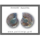 Αμμωνίτης Ζευγάρι 23,1gr 3x2cm