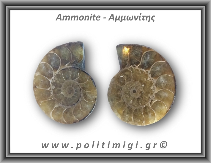 Αμμωνίτης Ζευγάρι 24,1gr 3x2cm