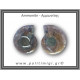 Αμμωνίτης Ζευγάρι 24,1gr 3x2cm