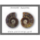 Αμμωνίτης Ζευγάρι 24,7gr 3x2cm
