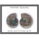Αμμωνίτης Ζευγάρι 24,7gr 3x2cm