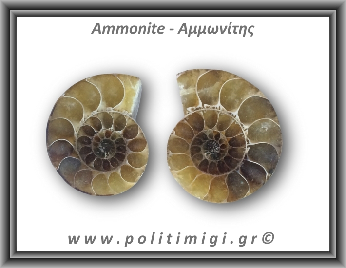 Αμμωνίτης Ζευγάρι 25,9gr 3x2cm
