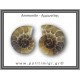 Αμμωνίτης Ζευγάρι 25,9gr 3x2cm