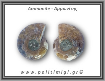 Αμμωνίτης Ζευγάρι 25,9gr 3x2cm