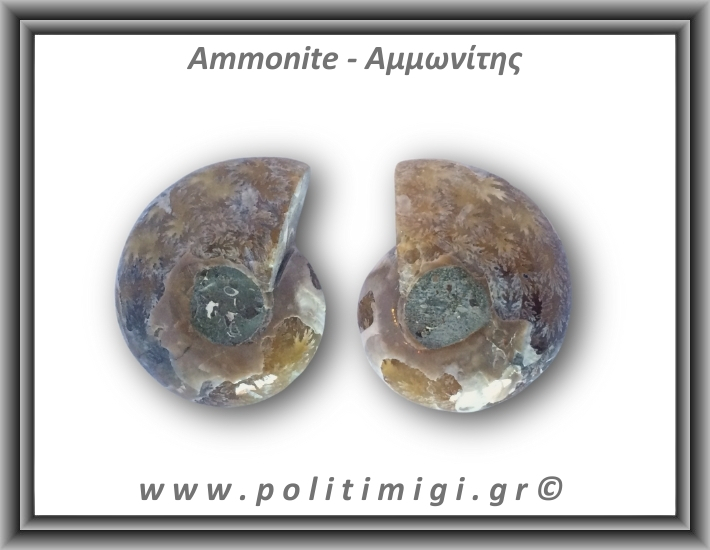 Αμμωνίτης Ζευγάρι 25,9gr 3x2cm