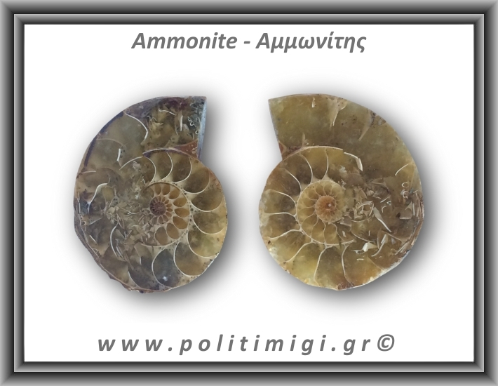 Αμμωνίτης Ζευγάρι 26gr 3x3cm