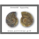 Αμμωνίτης Ζευγάρι 26gr 3x3cm