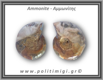 Αμμωνίτης Ζευγάρι 26gr 3x3cm