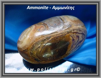 Αμμωνίτης Απολίθωμα Giga 118,5gr 6,6cm