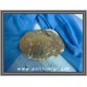 Απολιθωμένο Ξύλο Ακατέργαστο 586gr 14,5x11x2,5cm